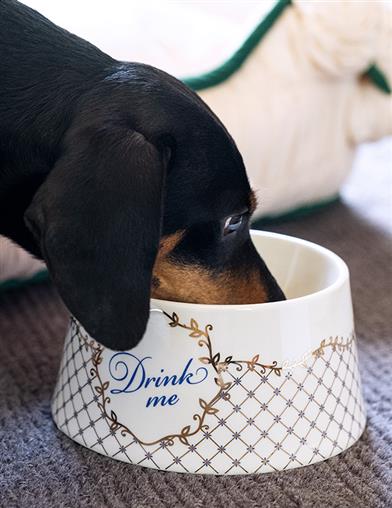 Eat Me & Drink Me Pet Bowl 34474